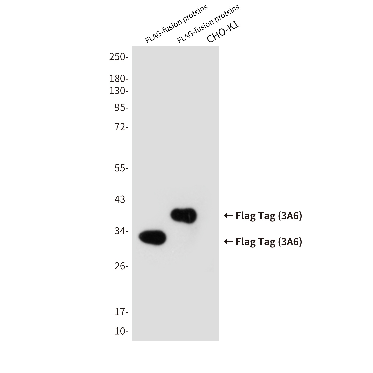 Flag Tag Mouse mAb (HRP)