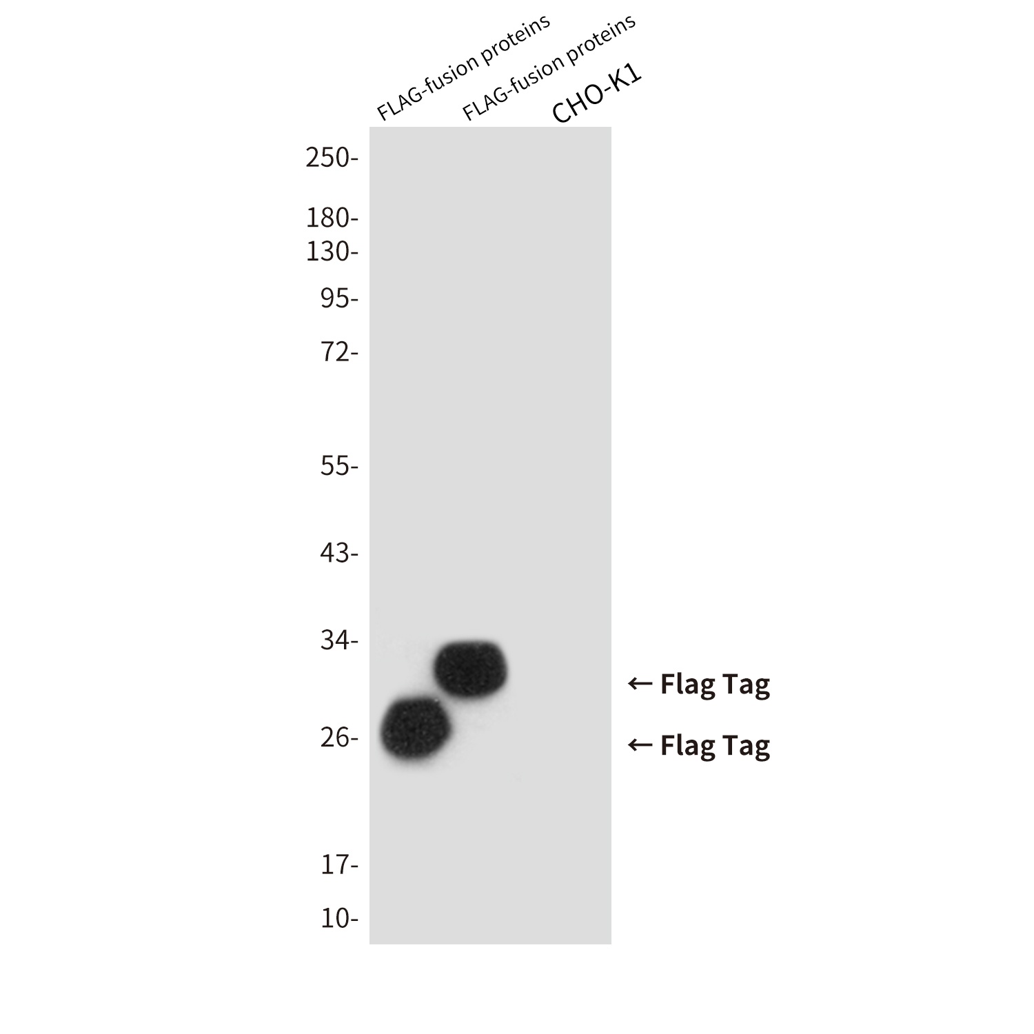 Flag Tag Mouse mAb