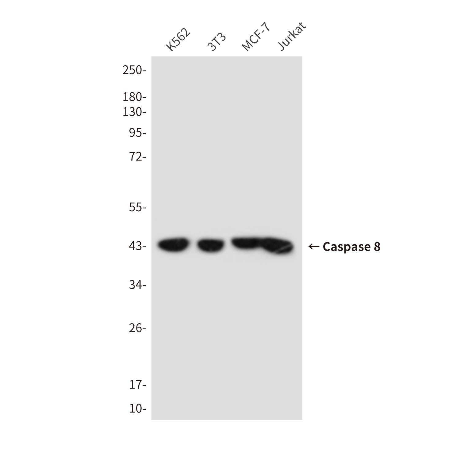 Cleaved-Caspase 8 Mouse mAb