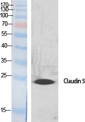 Claudin 5 Rabbit pAb