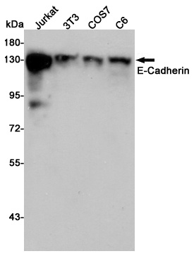 E Cadherin Rabbit pAb