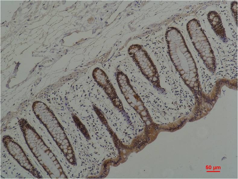 Hsp90 alpha (5D6) Mouse mAb