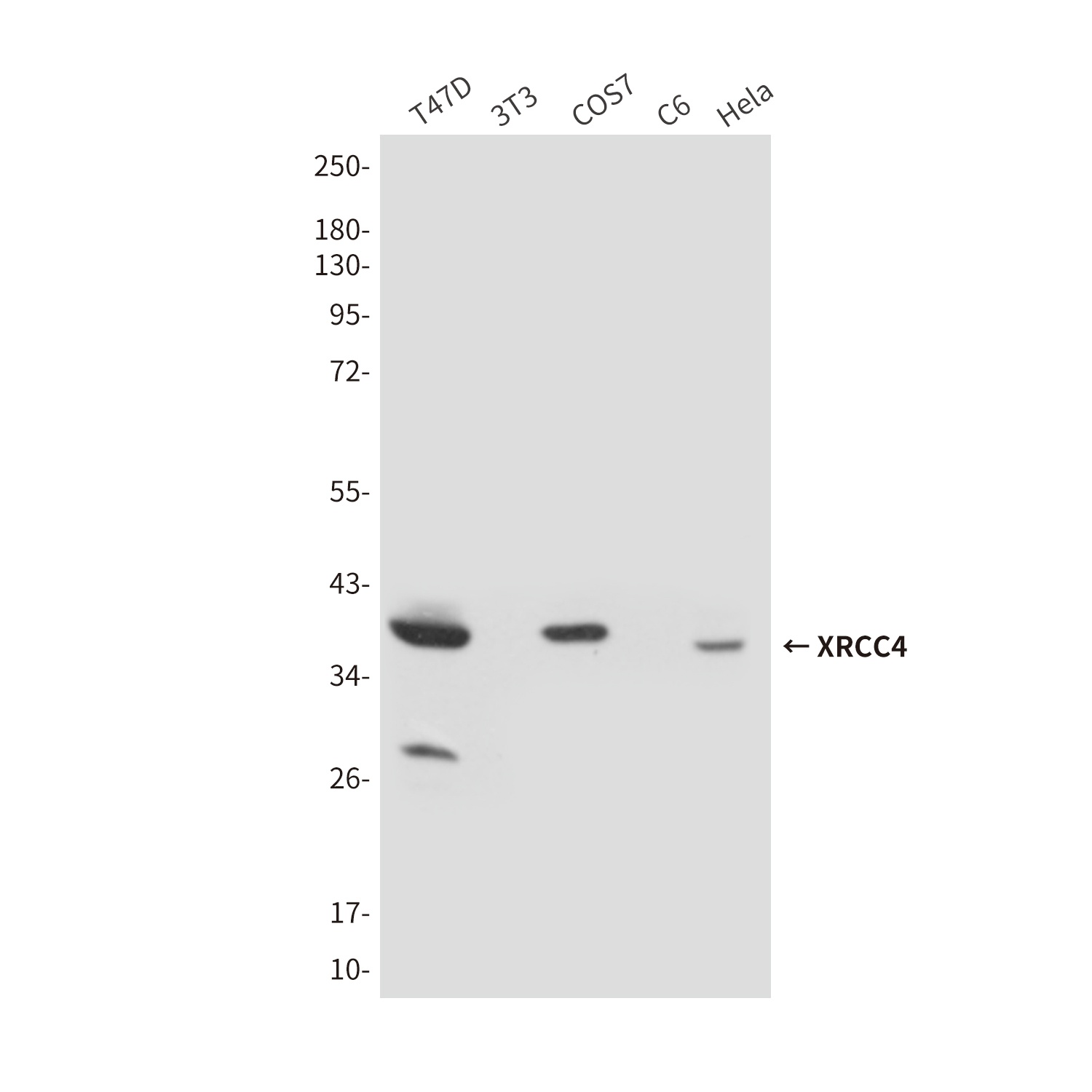XRCC4 (7C10) Mouse mAb