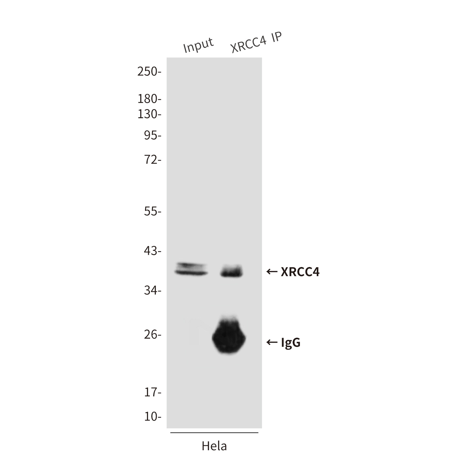 XRCC4 (7C10) Mouse mAb
