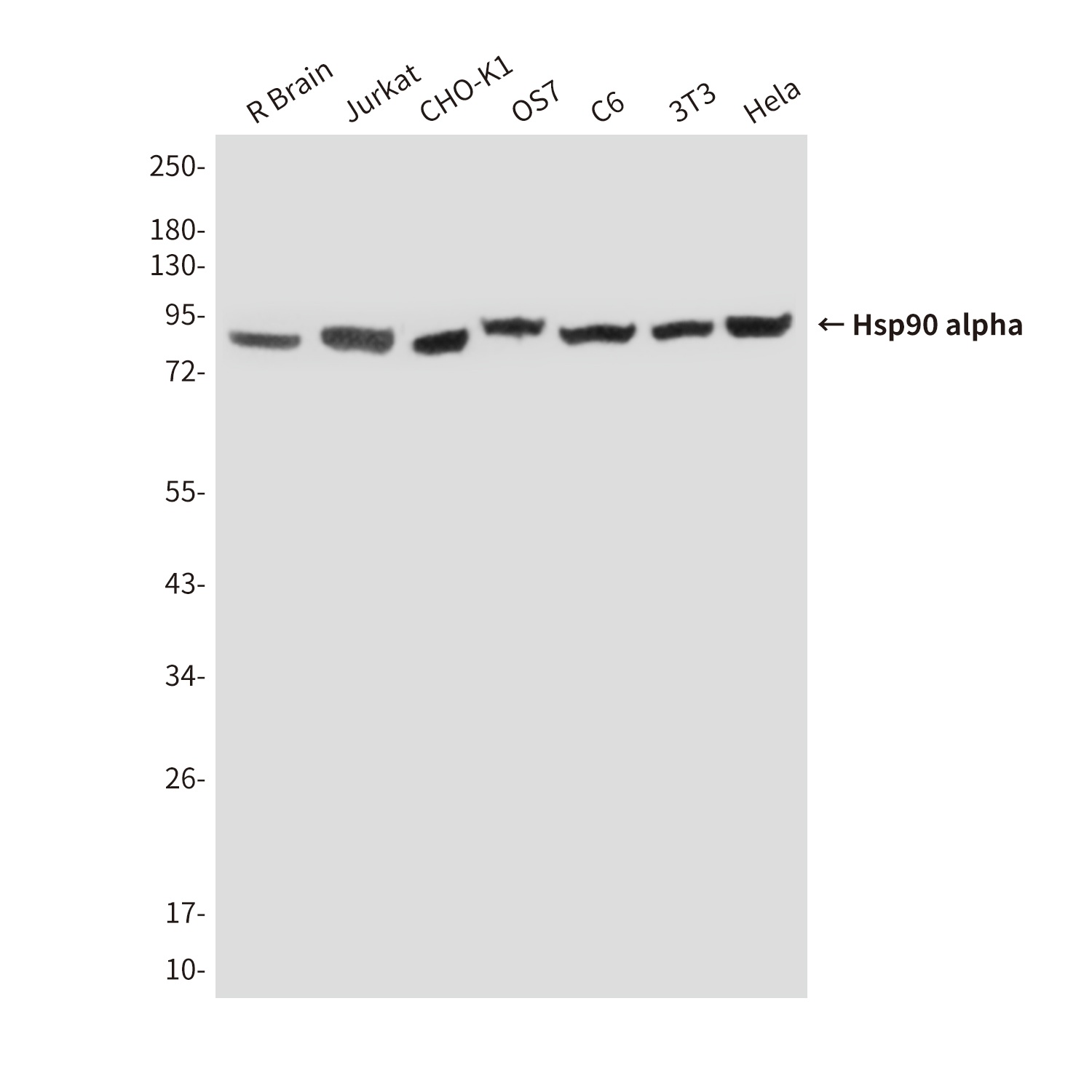 Hsp90 alpha (6H7) Mouse mAb