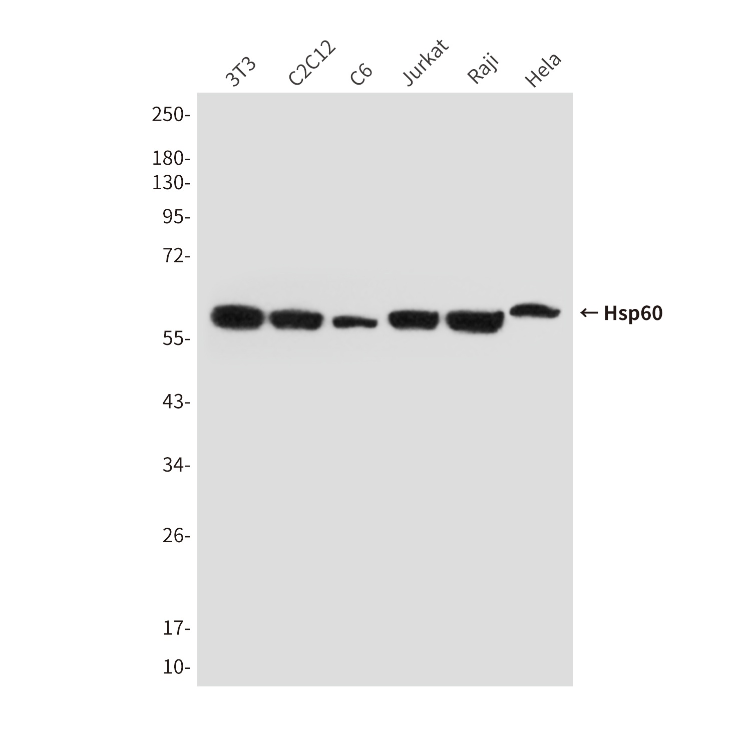 Hsp60 (6C8) Mouse mAb