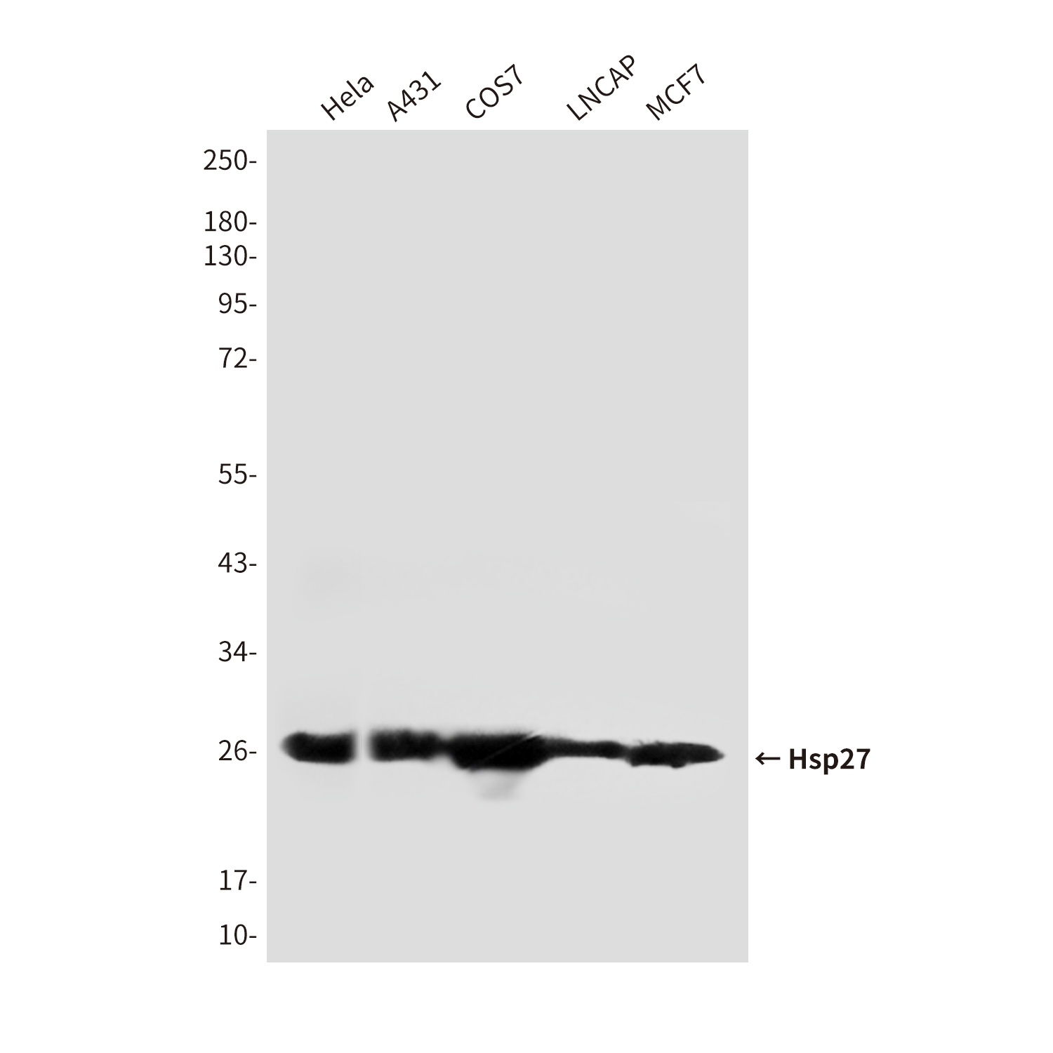 Hsp27 (7E5) Mouse mAb