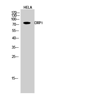DRP1 Rabbit pAb