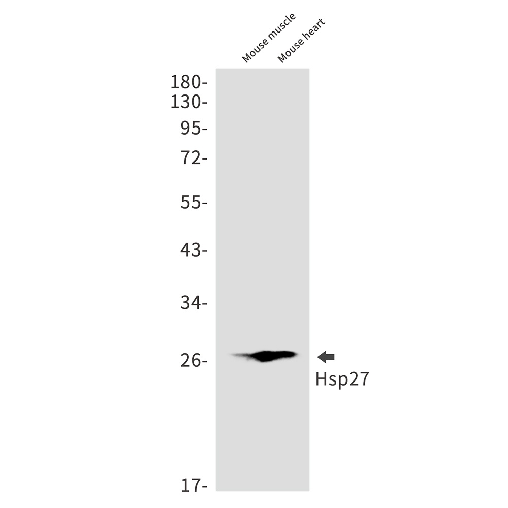 Hsp27 Rabbit mAb