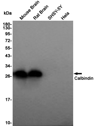 Calbindin Rabbit pAb