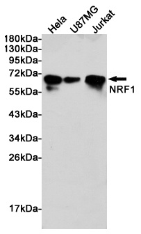 Nrf1 Rabbit pAb