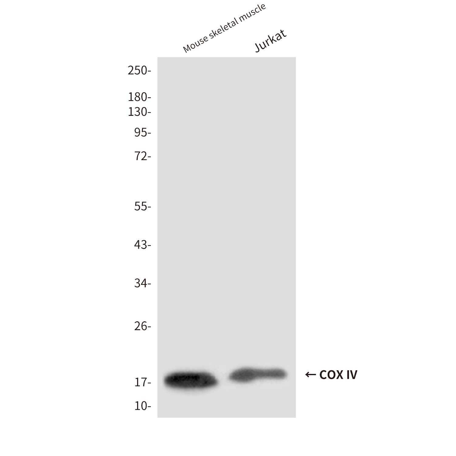COX IV (4D11) Mouse mAb