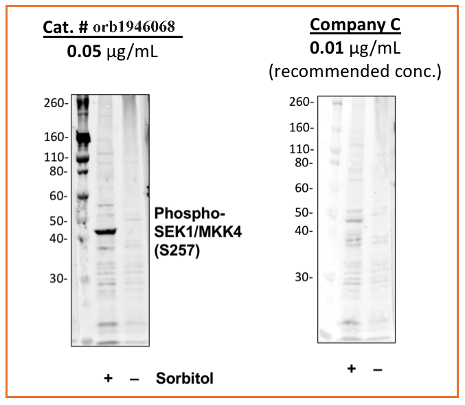 Phospho-SEK1/MKK4 (Ser257) (C5) rabbit mAb