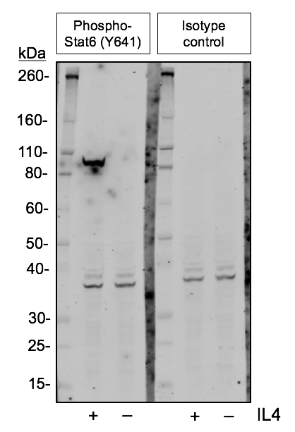 Isotype Control (G9) rabbit mAb