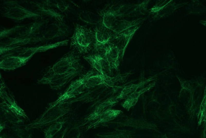 Anti-Cytokeratin 8 Purified