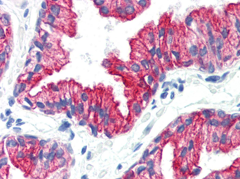 Anti-Cytokeratin 8 Purified
