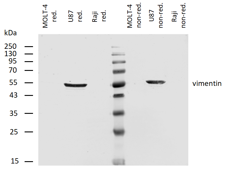 Anti-Vimentin Purified