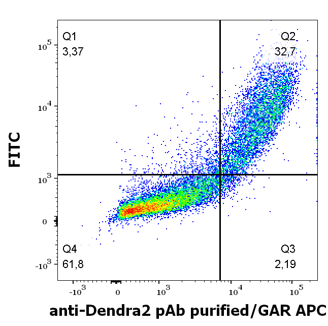 Anti-Dendra2 purified