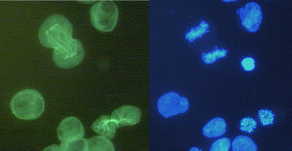 Anti-alpha-Tubulin Purified