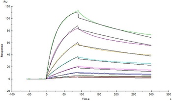 Human IL-23R Protein, Fc Tag
