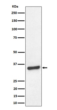 Anti-TCEA1 Rabbit Monoclonal Antibody