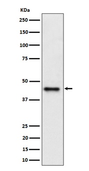 Anti-DAZAP1 Rabbit Monoclonal Antibody