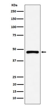 Anti-PSMC5 Rabbit Monoclonal Antibody