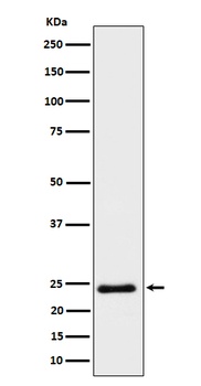 Anti-Mras Rabbit Monoclonal Antibody