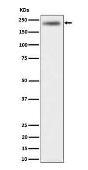 Anti-DENN Rabbit Monoclonal Antibody