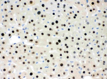 Goat Anti-Rabbit IgG (H+L) Secondary Antibody, Biotin Conjugated