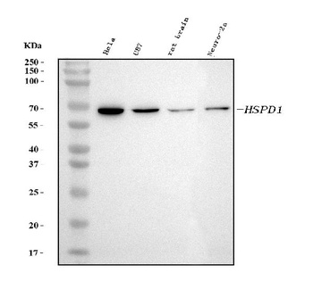 Anti-HSP60 Hspd1 Antibody (Monoclonal, LK1)