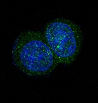 JAK2 Monoclonal Antibody