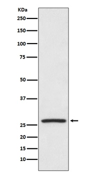 Hsp27 HSPB1 Rabbit Monoclonal Antibody