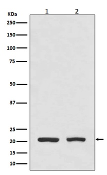 DHFR Monoclonal Antibody
