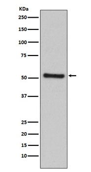 PDCD4 Rabbit Monoclonal Antibody