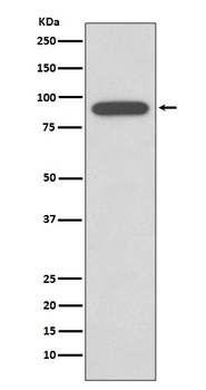 Calnexin CANX Rabbit Monoclonal Antibody