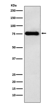 LYRIC Monoclonal Antibody