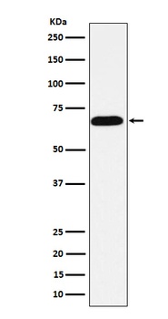 Alkaline phosphatase ALPI Rabbit Monoclonal Antibody