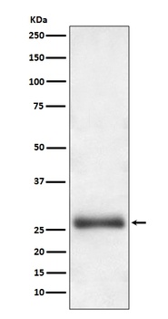 Apg10 (Atg10) Rabbit Monoclonal Antibody