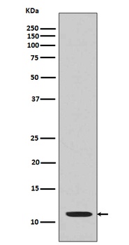 Histone H4 (acetyl K16) HIST1H4A Monoclonal Antibody