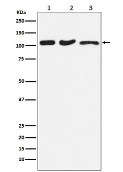 DISC1 Rabbit Monoclonal Antibody