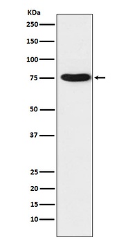 TRAP1 Rabbit Monoclonal Antibody