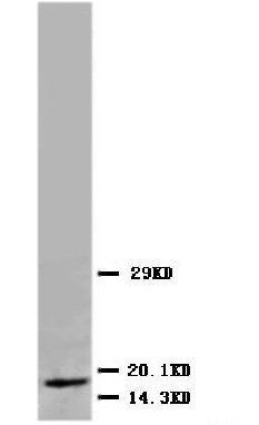 Anti-Myoglobin Mb Antibody (Monoclonal, MG-1)
