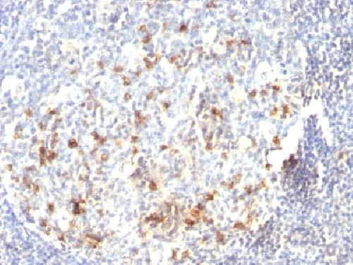 CD57 / B3GAT1 (Natural Killer Cell Marker) Antibody