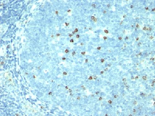 CD57 (Natural Killer Cell Marker) Antibody