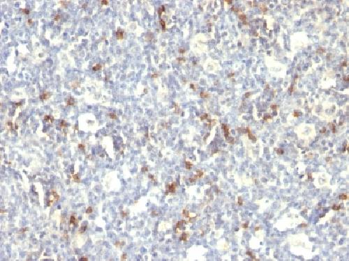 CD57 (Natural Killer Cell Marker) Antibody