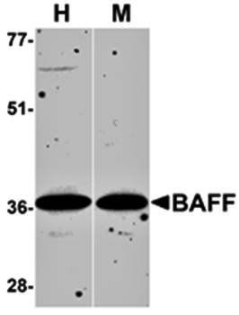 BAFF Antibody