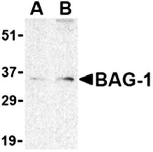 BAG Antibody