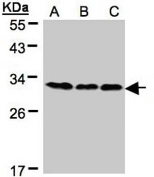 BAP31 antibody