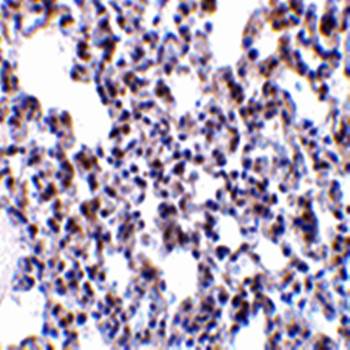 BAP31 Antibody